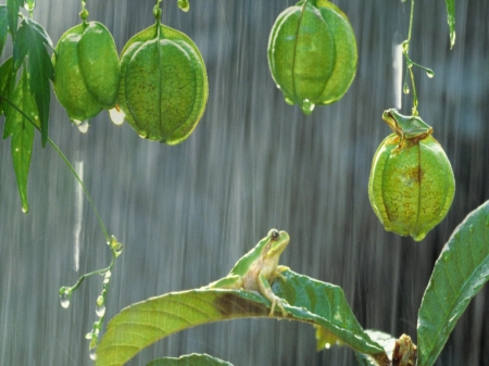 Frogs on a rainy day