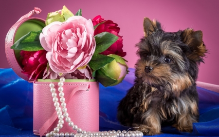 Yorkshire Terrier - pearls, blue, beads, dog, flower, pink, peony, animal, red, cute, caine, puppy, yorkshire, terrier