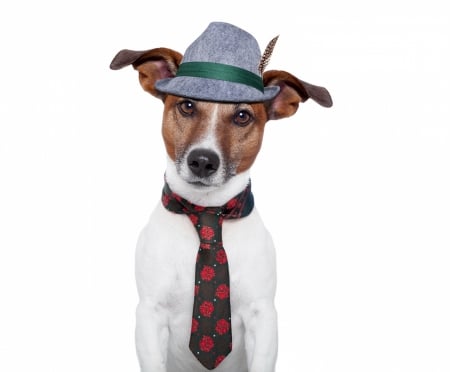 Funny dog - hat, tie, dog, white, animal, funny, caine, puppy, jack russell terrier, card