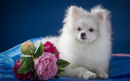 Puppy - blue, dog, spitz, flower, pink, fluffy, peony, white, animal, cute, caine, puppy