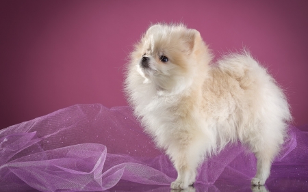 Puppy - fluffy, puppy, white, caine, purple, spitz, pink, dog, animal, cute