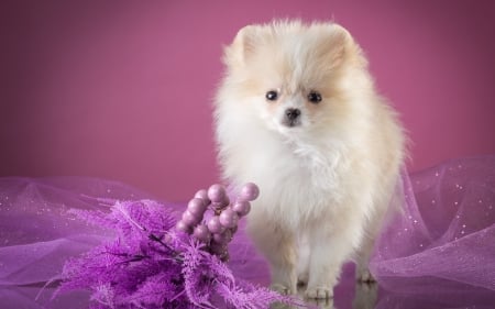 Puppy - berry, dog, spitz, pink, fluffy, white, animal, purple, cute, caine, puppy