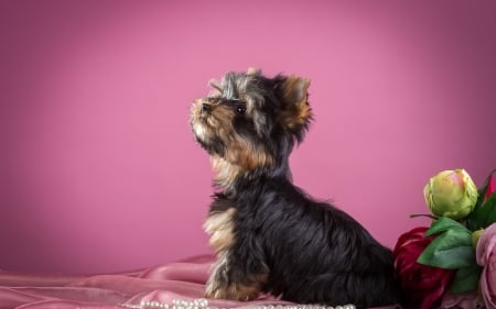 Yorkshire Terrier - black, animal, cute, yorkshire terrier, caine, puppy, pink