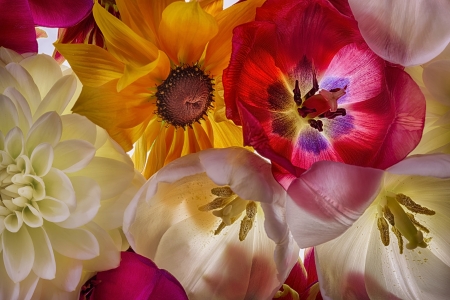 Flowers - white, yellow, luminos, red, tulip, texture, flower, spring