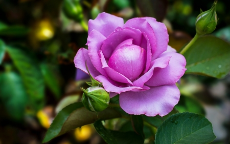 Rose - purple, green, rose, flower, pink