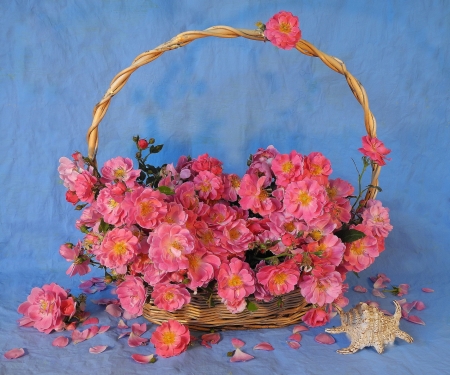 Roses - pink, blue, summer, shell, basket, rose, flower