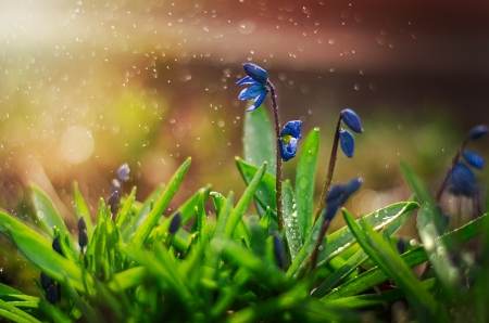 Drops - bokeh, rain, light, flowers, drops