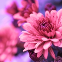 Chrysanthemums Bright