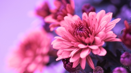 Chrysanthemums Bright - summer, garden, pink, flowers, bouquet, chrysanthemums, firefox persona theme, nature