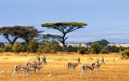 African Wildlife - fauna, trees, Wilderness, africa, flora, animals, wildlife, african