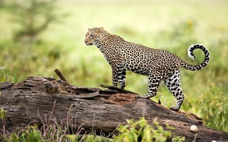 Leopard - trees, africa, flora, Leopard, african, Wilderness, fauna, animals, wildlife