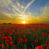 Sunset Over the Poppies Field