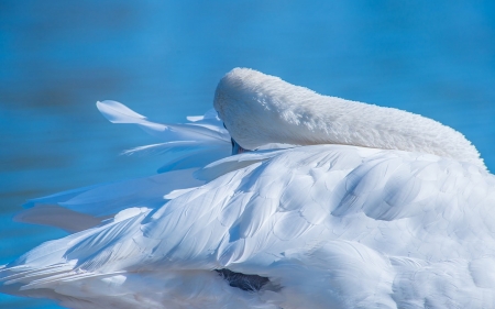 Swan - feather, white, swan, bird, blue