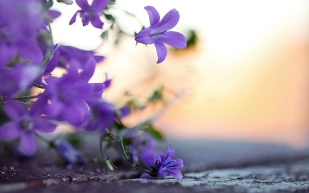 Beautiful Flowers! - flowers, nature, purple, beautiful