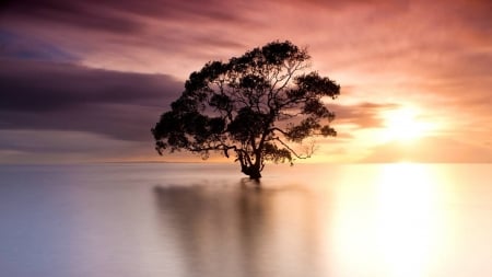 The Sun is Shining - sky, water, tree, nature, sun