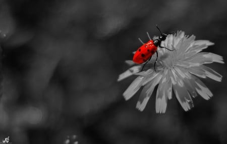 Depth of Nature - flowers, bug, red, nature