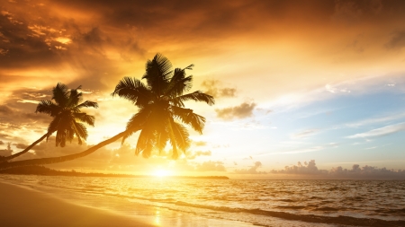 Beautiful Sunset - sky, beach, tree, sunset, nature