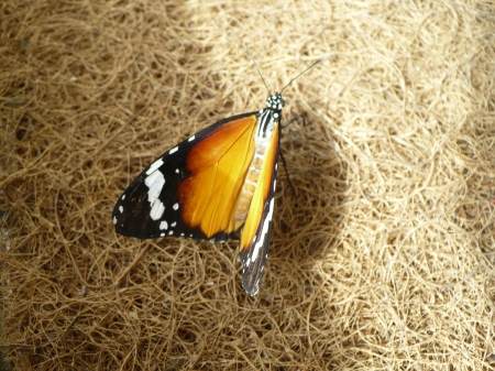 orange butterfly - orange, butterfly, bug, beautiful