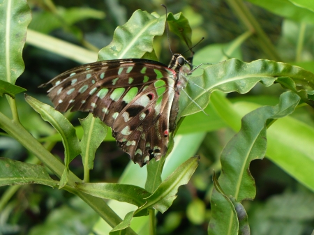 green butterfly - gorgeous, beautiful, green, green butterfly, butterflies, butterfly, leaves