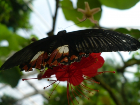 butterfly - black, black butterfly, beautiful, red, butterfly, flower