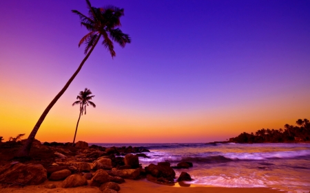 The life of tree - palm trees, sunset, sand, rocks