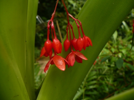 red flower - flower, small flowers, red, beautiful