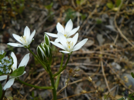 white starflowers - flowers, little flower, white, beautiful, stars