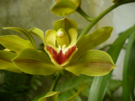 yellow orchid - yellow, orchid, red, beautiful, flower