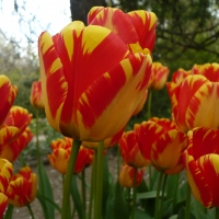 Tulips