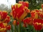 Tulips