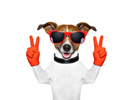 Victory - dog, orange, white, animal, funny, caine, puppy, jack russell terrier, sunglasses, gloves