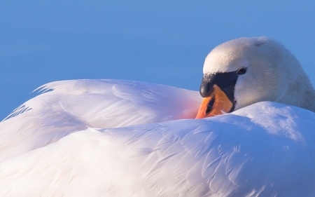 Swan - white, swan, blue, orange, bird