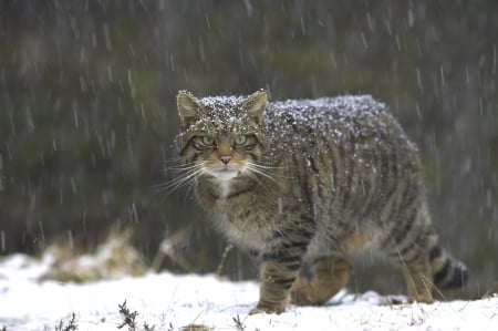 Scottish Wild Cat - Wild Cats, Scotland, Scottish Wild Cat, Wild Cats Species