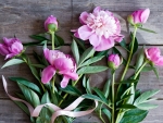 Peonies