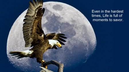 Moments - moon, bird, eagle, sky