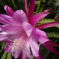 pink cactus flower