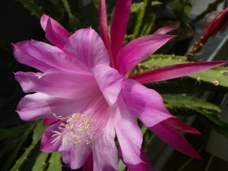 pink cactus flower - beautiful, big flower, cactus, flower, pink, cactus flower