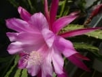 pink cactus flower