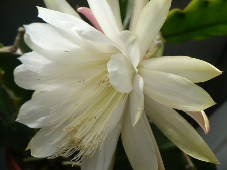 cactus flower - white, beautiful, cactus, flower, cactus flower