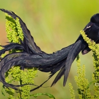 Long tailed widowbird male in breeding plumage Marievale Bird Sanctuary South Africa