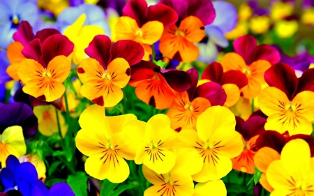 PANSIES - leaves, flower, petals, colorful