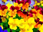 PANSIES