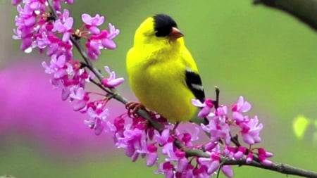 GOLD FINCH - blossoms, feathers, petals, yellow and black