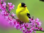 GOLD FINCH