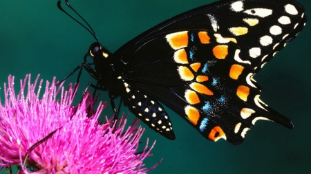 BUTTERFLY - Insect, Flower, Colors, Wings