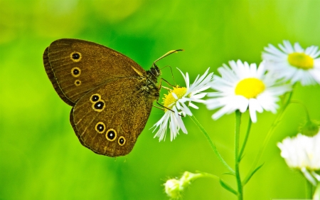 BUTTERFLY - daisies, wings, flower, petals