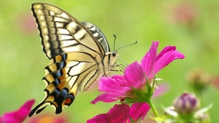 MONARCH - Leaves, Insect, Colors, Wings, Flower