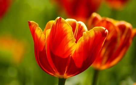 TULIPS - leaves, petals, nature, colors