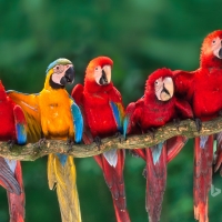Macaws Tambopata National Reserve Peru