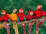 Macaws Tambopata National Reserve Peru